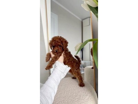 Toypoodle