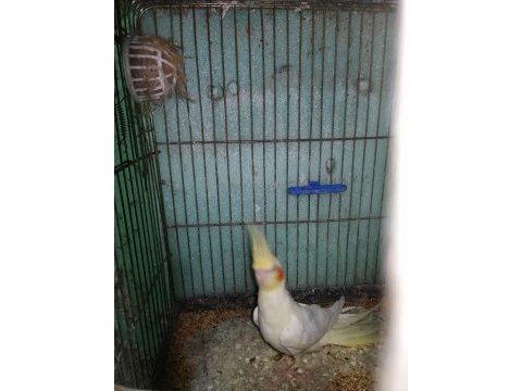 1 yaşında hiç eşe atılmamış kırmızı göz sultan papağanı