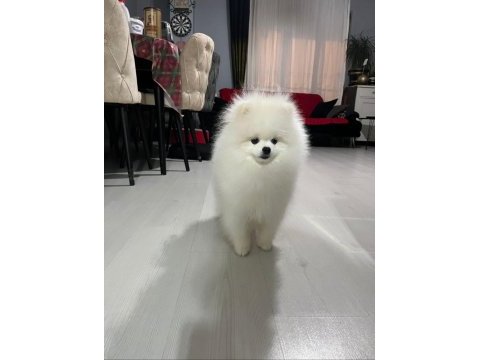 Orijinal pomeranian boo