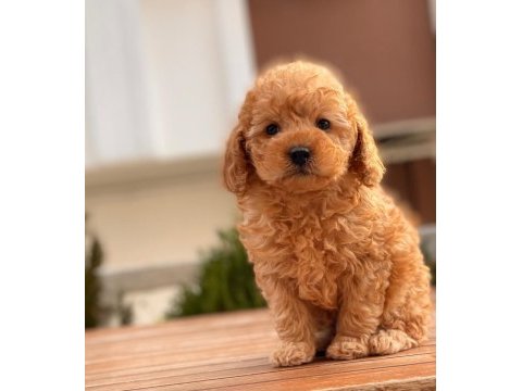 Toy poodle yavrular