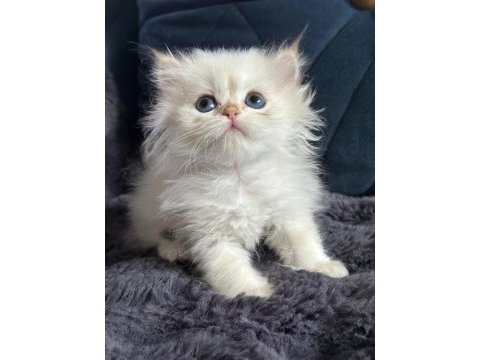 British longhair golden bebek