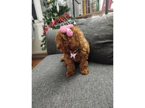 Toy poodle dişi köpeğimiz 75 günlük