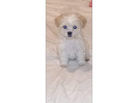 Yeni maltese yavrularımız sahiplerini bekliyorlar