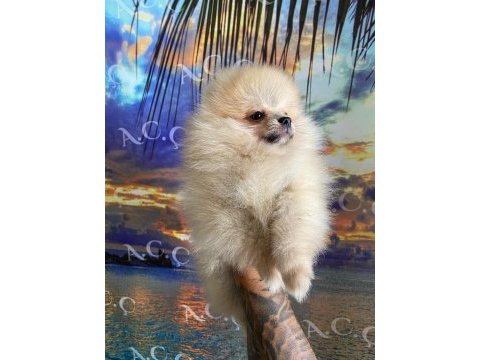 Çok uyguna verilecek pomeranian işim dolayısıyla