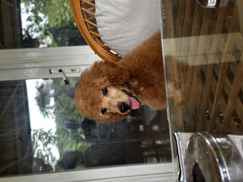 Dev poodle yavruları (standart poodle)