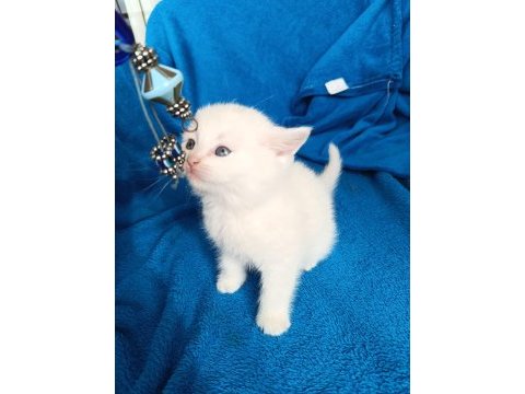 British shorthair 2 aylık dişi ve erkek