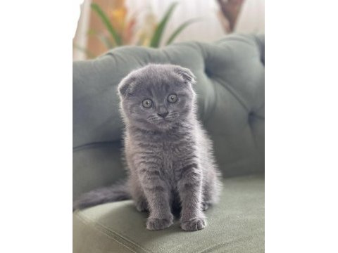 Scottish fold dişi 1.5 aylık yavru