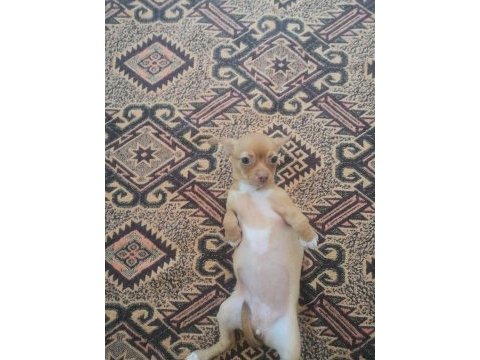 Üç aylık dişi chihuahua