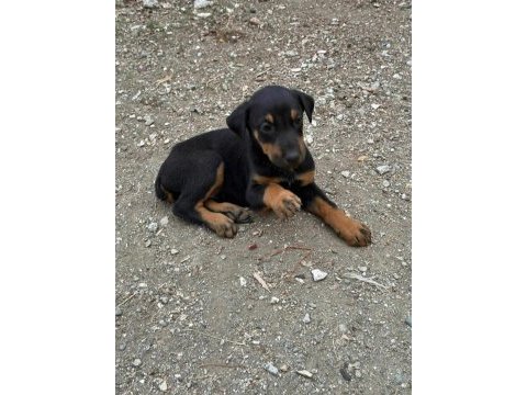 Doberman yavrularımız yeni yuvalarını arıyor