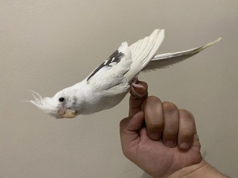 Heavy soyundan gelme el besleme sultan papağanı