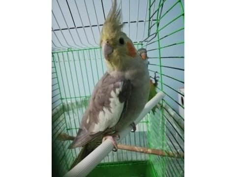 6 aylık dişi sultan papağanı