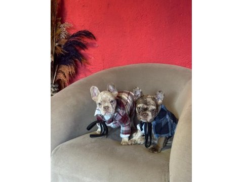 Mükemmel anatomi ve renkler french bulldog