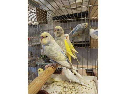Yeni yeme düşmüş bebek muhabbet kuşları