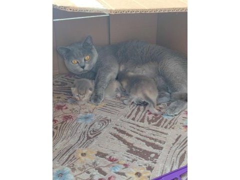 Orjinal biritsh anne ve blue point sahiplendirilecektir
