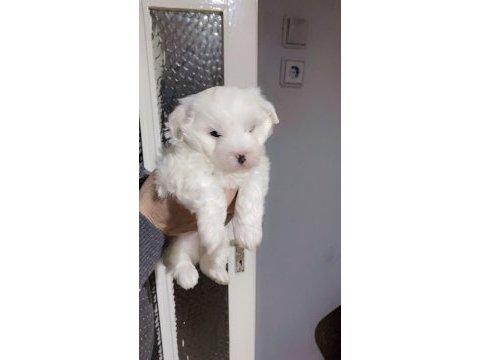 Minnoş terrier
