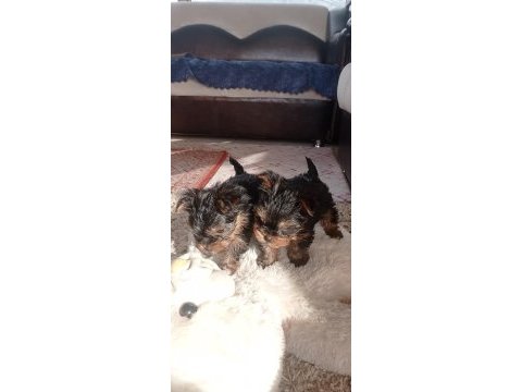 Yorkshire terrier yavrular a kalite