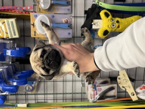 Safkan pug mops yavrular