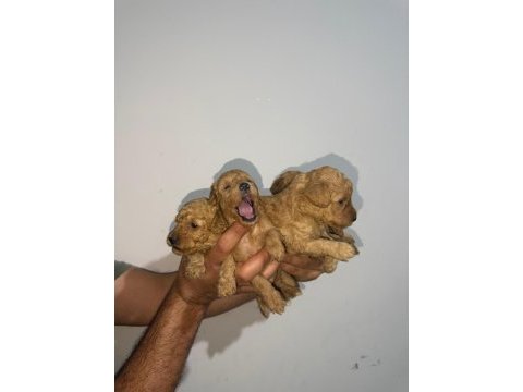 Toy poodle sağlık garantili