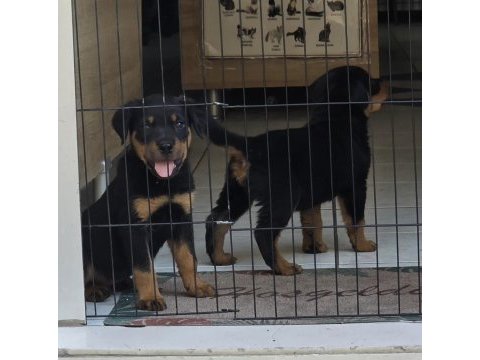 A kalite erkek rottweiler yavruları
