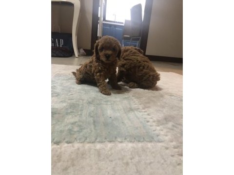 Orjinal toy poodle