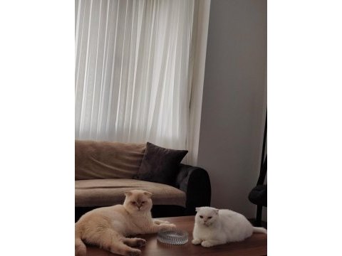 25 günlük 3 adet scottish fold ve anneleri
