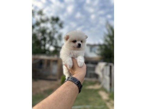 Pomeranian yavrularımız