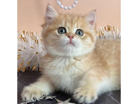 British shorthair yavruları