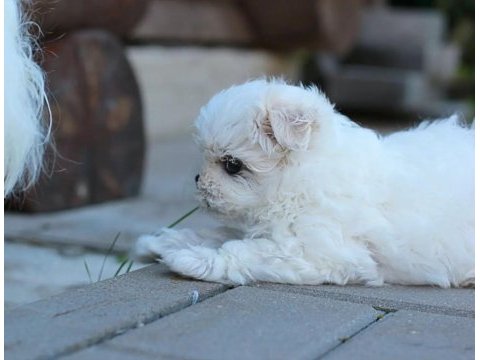 Korean maltipoo puppies (cheap) 2 kg olacak