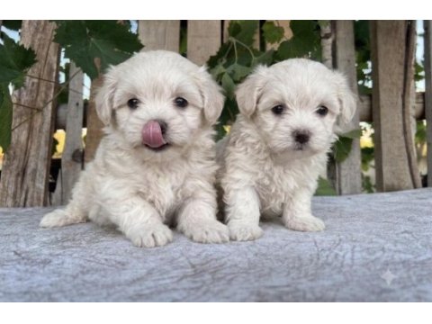 Maltipoo köpeği yavrularımız