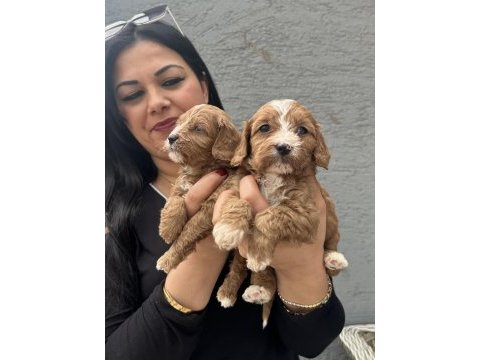 Safkan maltipoo yavrularım