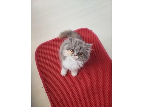 İran kedisi yavruları