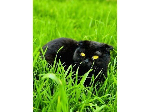 Scottish fold kedimiz