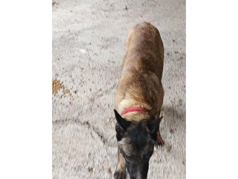 K9 alman kurdu yavru