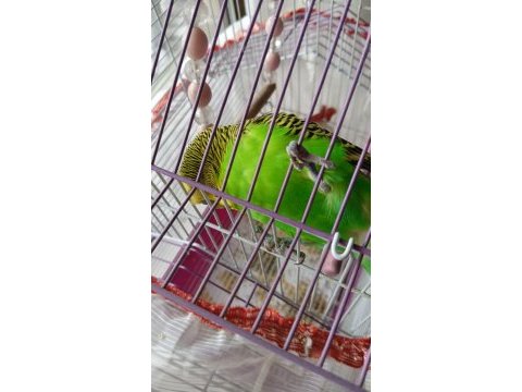 Erkek muhabbet kuşu