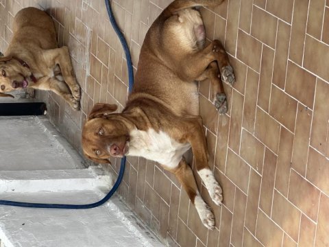 15 aylık 1 erkek ve 2 dişi köpekler