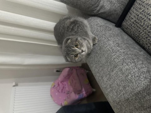 Scottish fold kedimiz