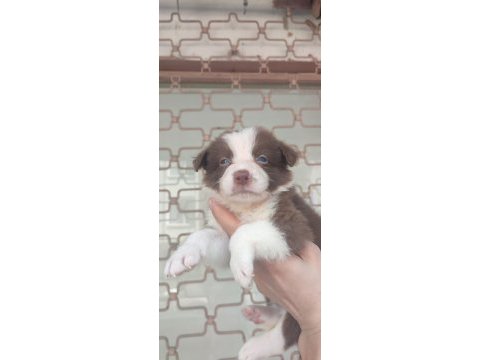 Kahverengi beyaz border collie yavru