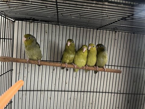 Olive forpus