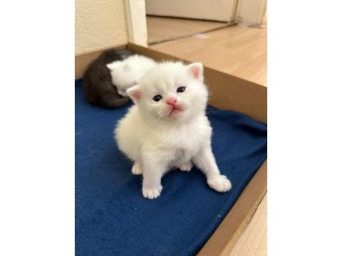 Beyaz bebiş british shorthair