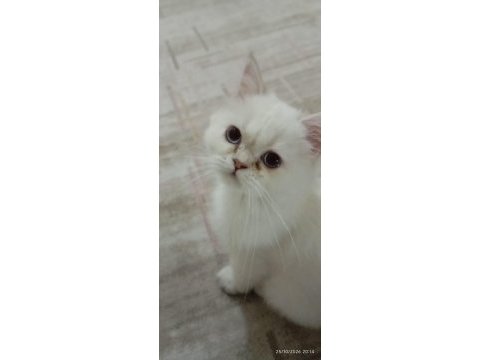 Yavru british longhair
