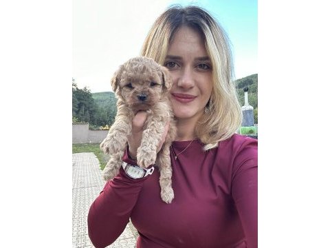 12 yıllık üreticiden toy poodle yavruları