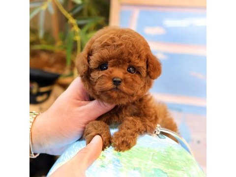 Korean toy poodle yavrularım
