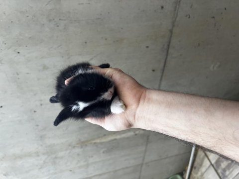 Manisa aslanbaş ve lop yavru tavşanlar