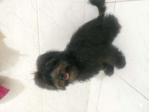 5 aylık çipli parazit ve karma aşıları tam morkie