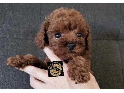 Pets world güvencesiyle gerçek toy poodle yavrularımız