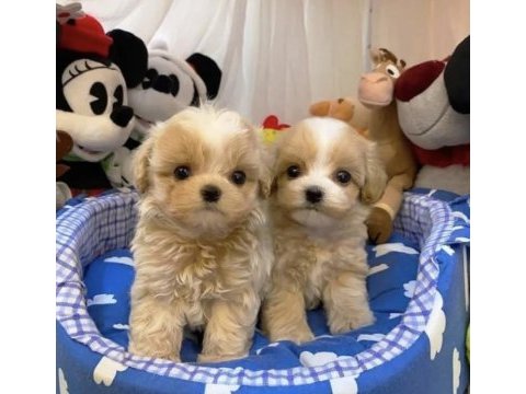 0 numara maltipoo yavrular (tuvalet eğitimli)