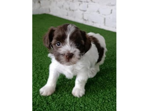 Morkie erkek yavrumuz