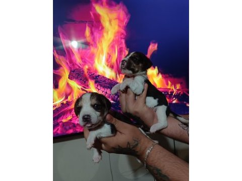 Beagle yavrularımız ırk garantilidir