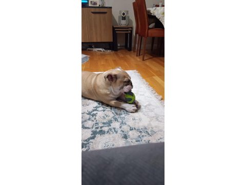 6 aylık dişi ingiliz bulldog
