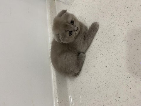 Dişi scottish fold shorthair lilac